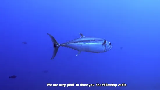 Women Popular Body Shaping Upf 50+ Quick Drying Long Sleeve Surfing Swimming Snorkeling Rash Guard 